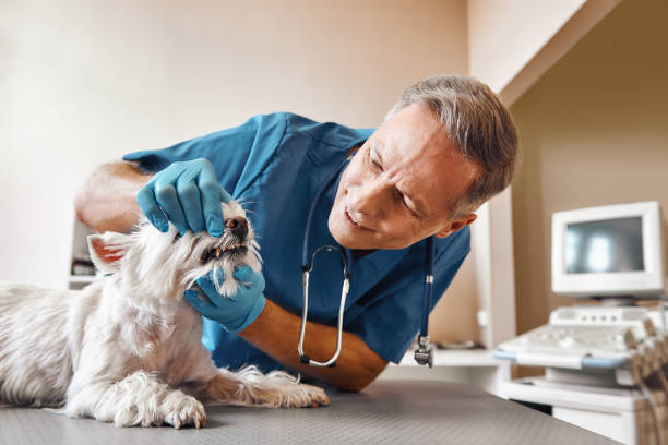 Best Emergency Root Canal Treatment in Rheems, PA